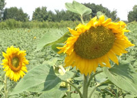 Sunflowers